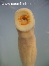 Foto Galerie/Petromyzontiformes/Lampetra fluviatilis/Lampetra fluviatilis_03_S.jpg